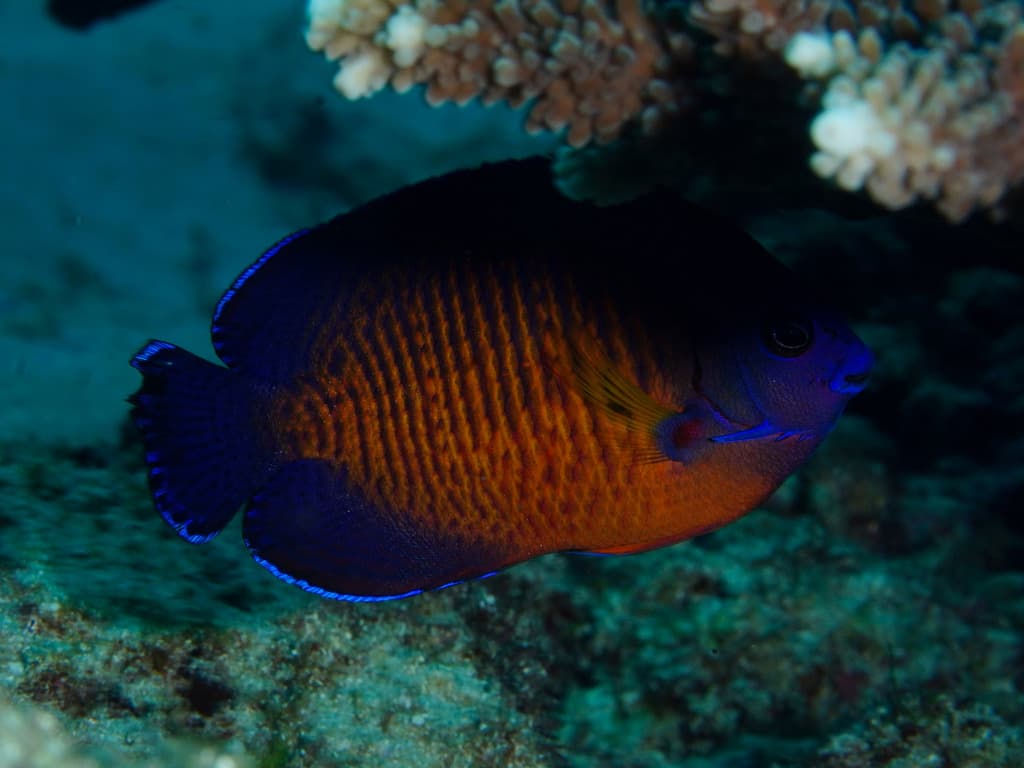 Coral Beauty Angelfish in reef aquarium