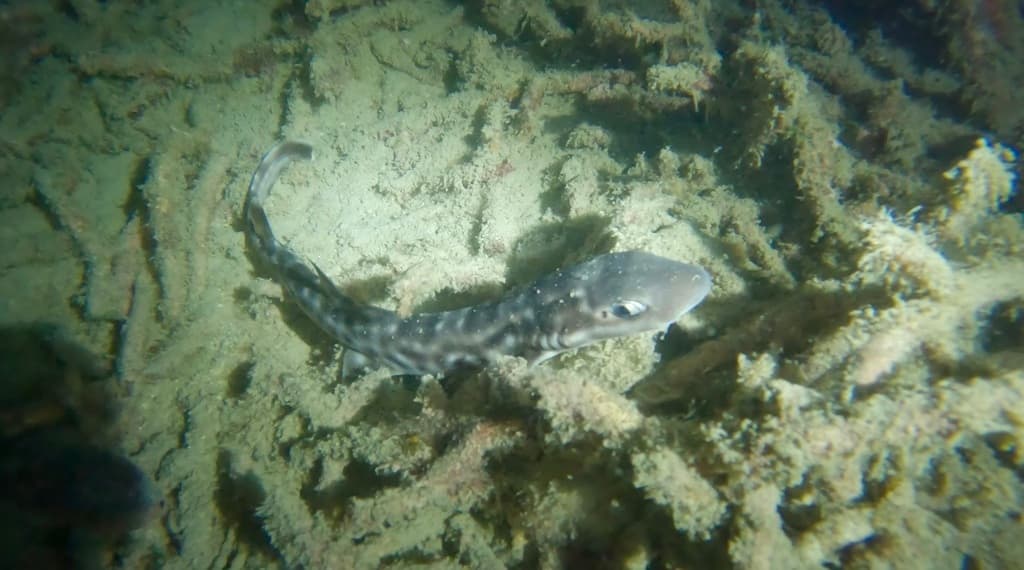 Coral Cat Shark in a marine aquarium