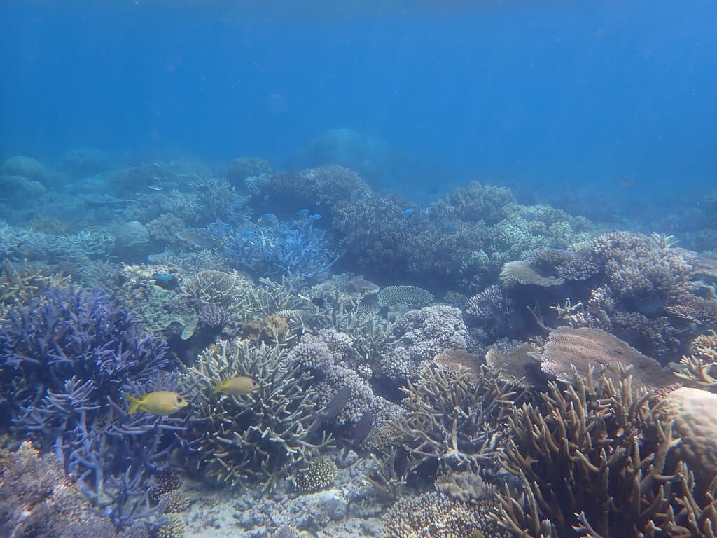 Coral Rabbitfish in a marine aquarium