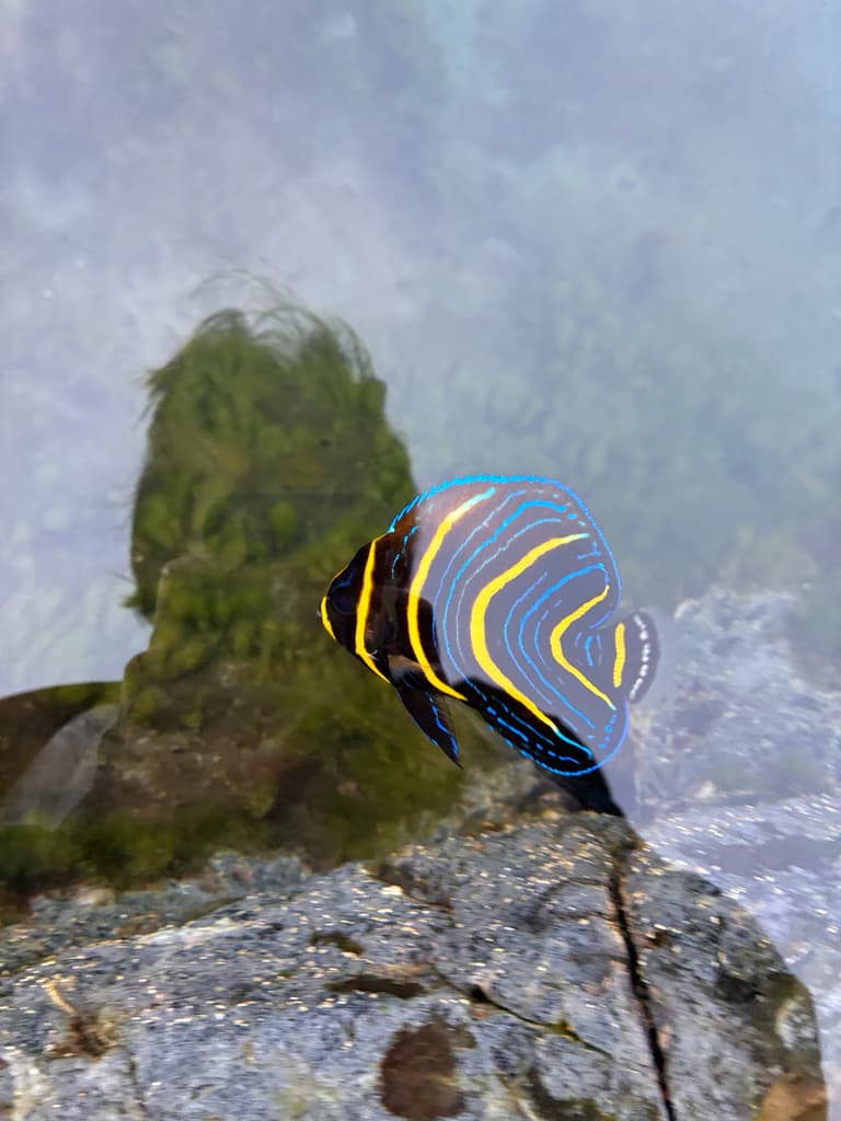 Cortez Angelfish in a marine aquarium