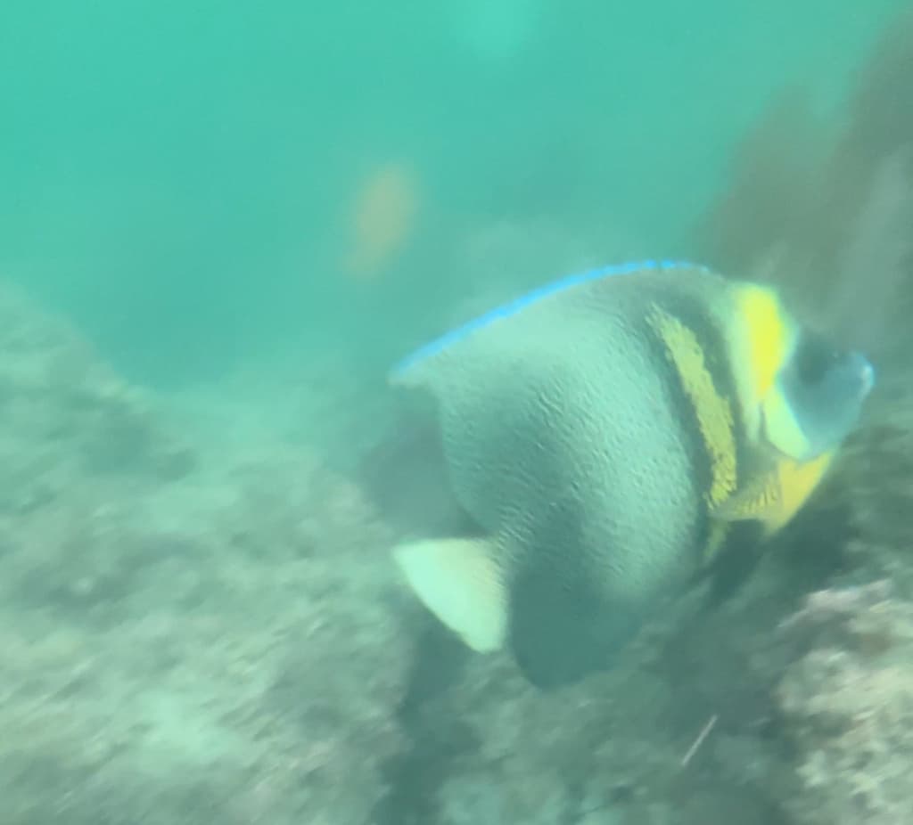 Cortez Angelfish in a marine aquarium
