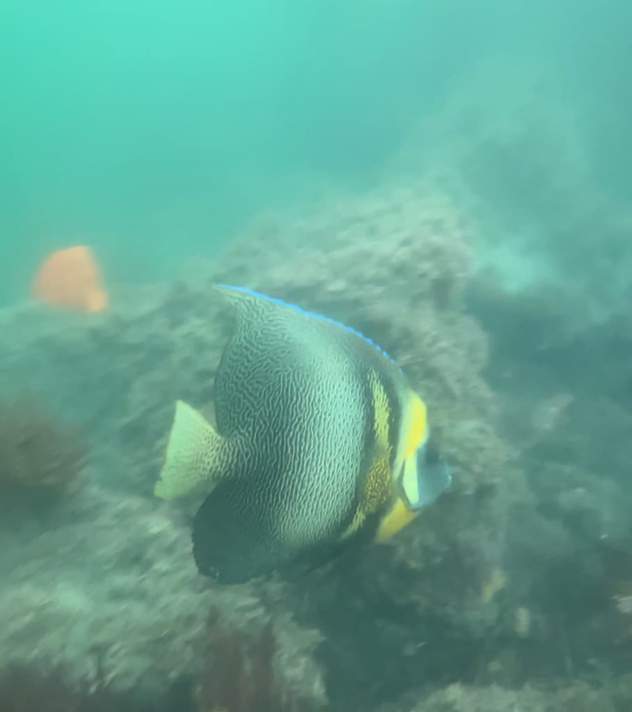 Cortez Angelfish in a marine aquarium