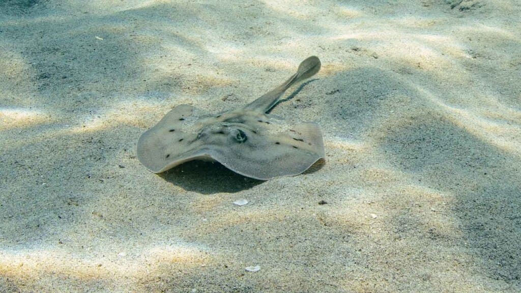 Cortez Round Stingray in a marine aquarium