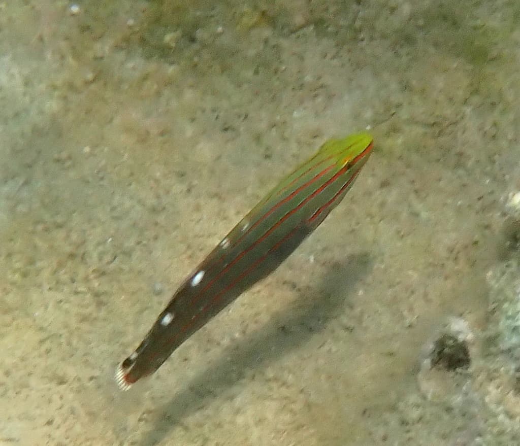 Court Jester Goby in a marine aquarium