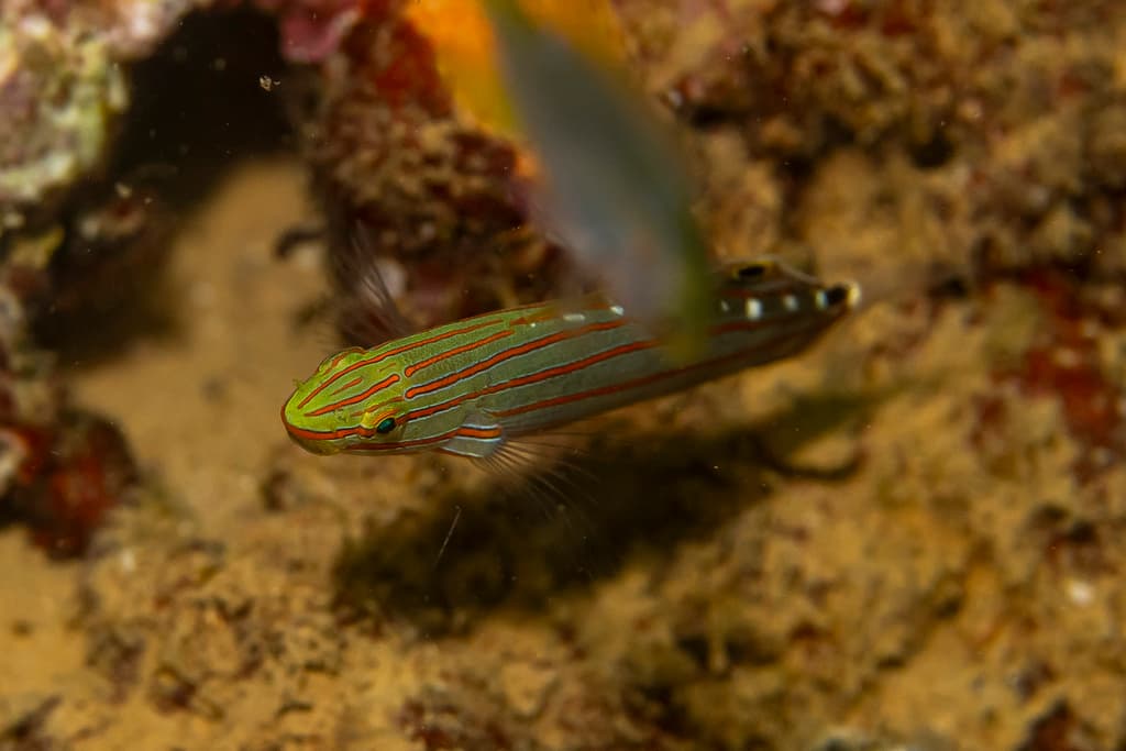 Court Jester Goby in a marine aquarium