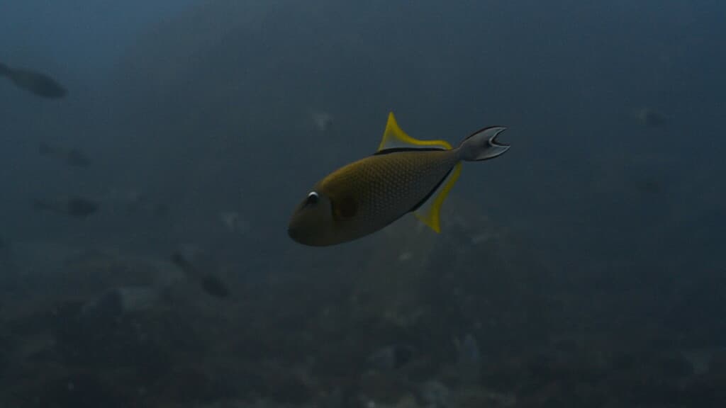 Crosshatch Triggerfish in a marine aquarium