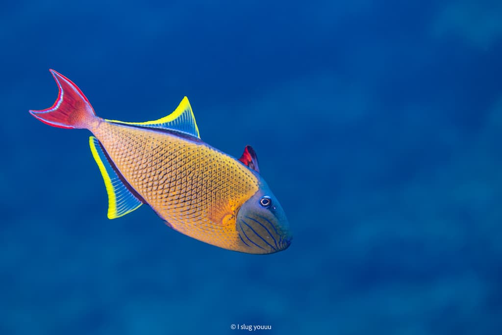 Crosshatch Triggerfish in a marine aquarium
