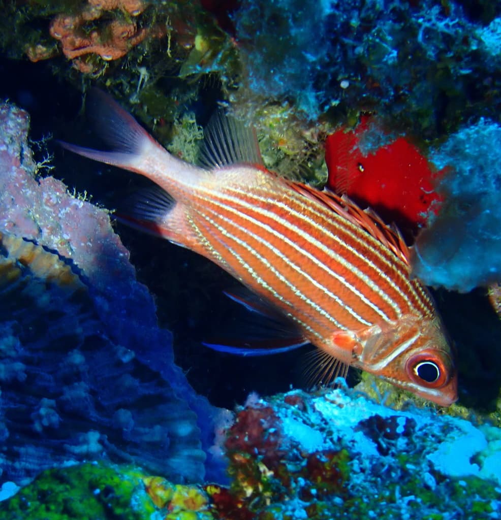 Crown Squirrelfish in a marine aquarium