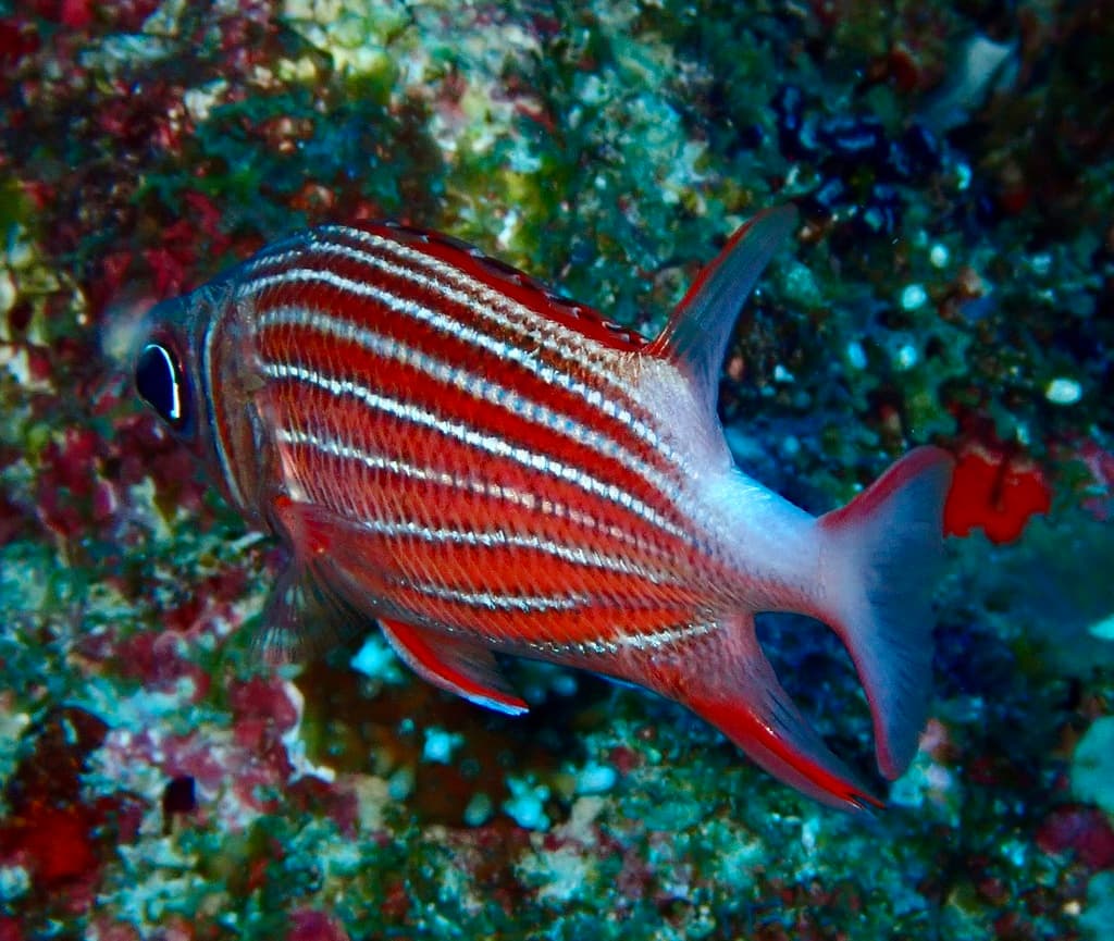 Crown Squirrelfish in a marine aquarium