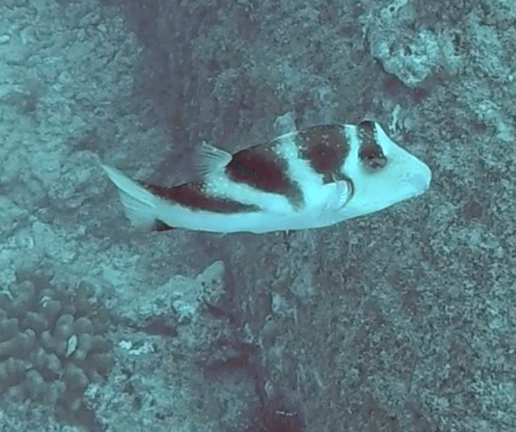Crowned Toby in a marine aquarium