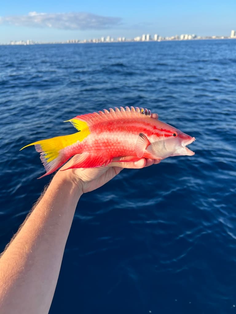 Hogfish