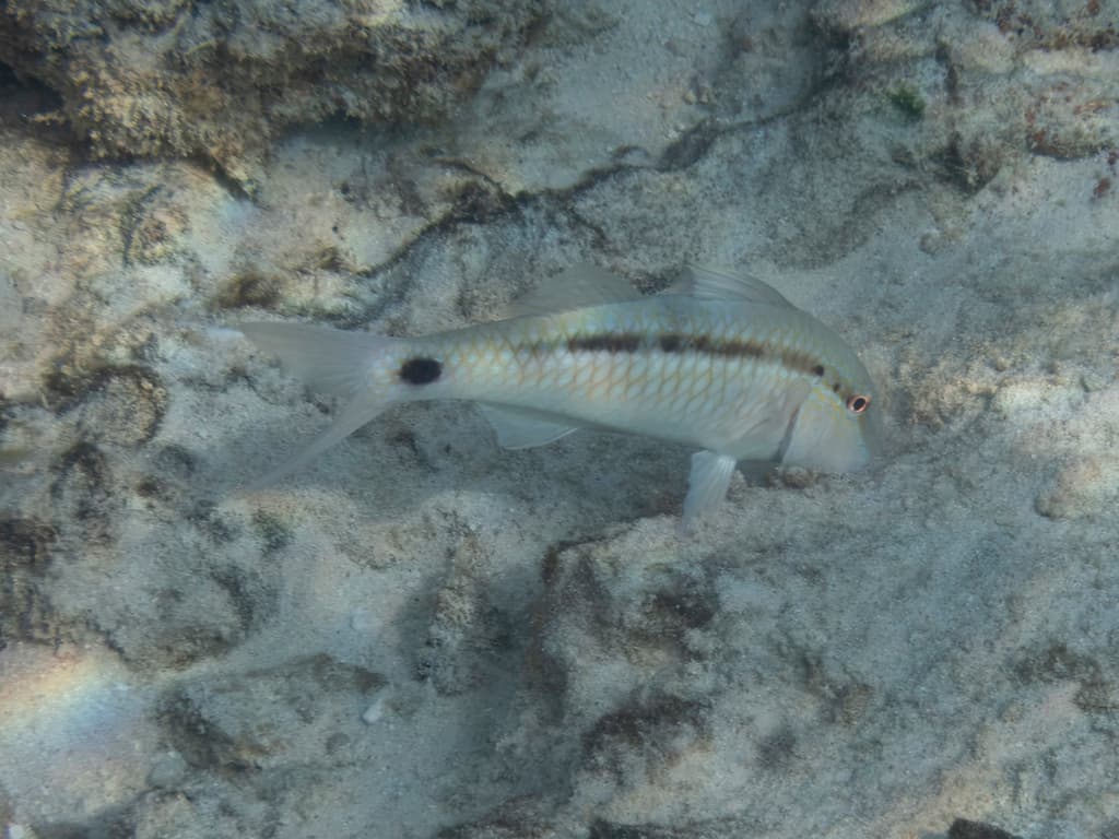 Dash-and-Dot Goatfish in a marine aquarium