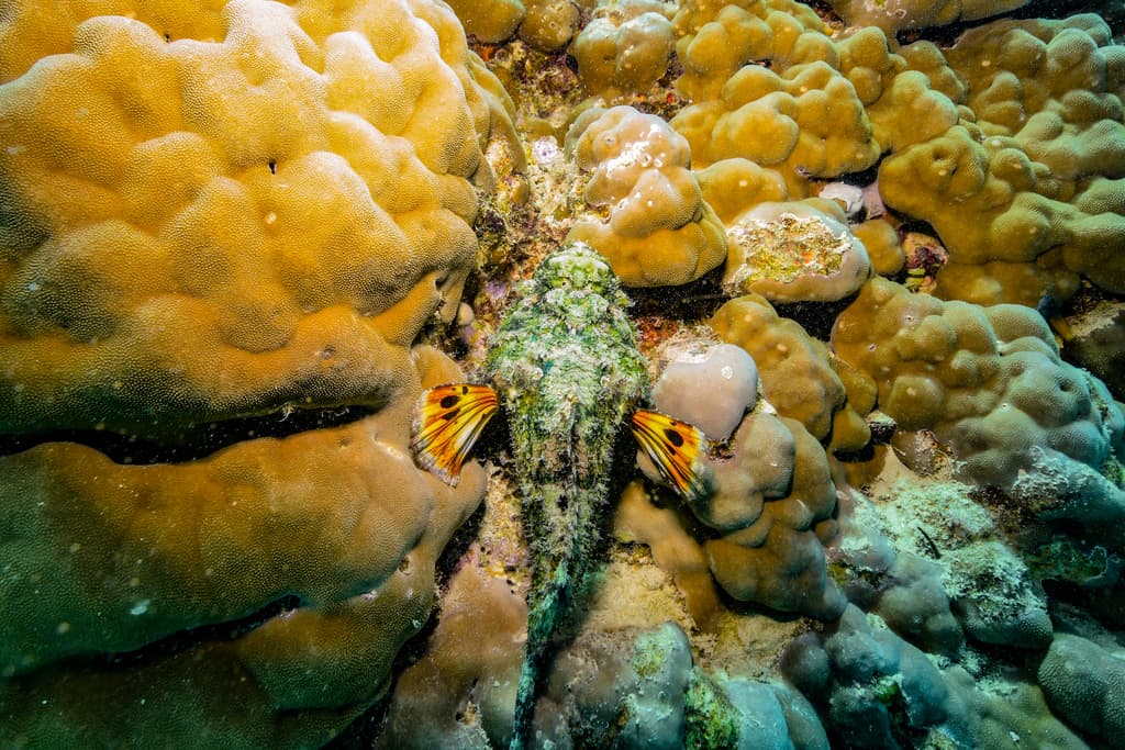 Devil Scorpionfish in a marine aquarium