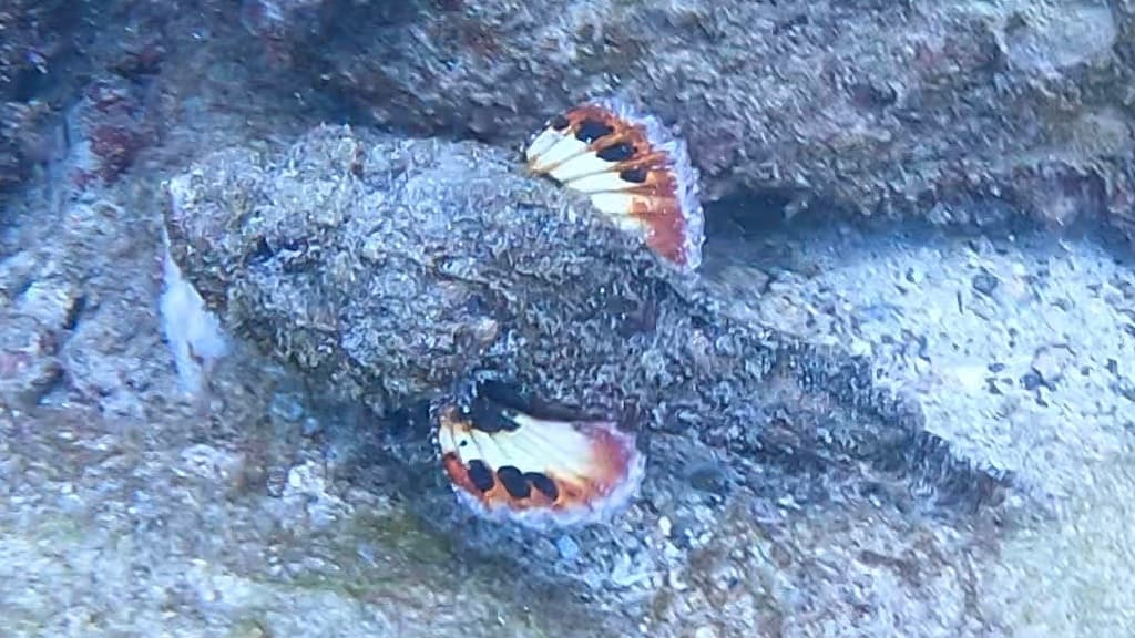 Devil Scorpionfish in a marine aquarium