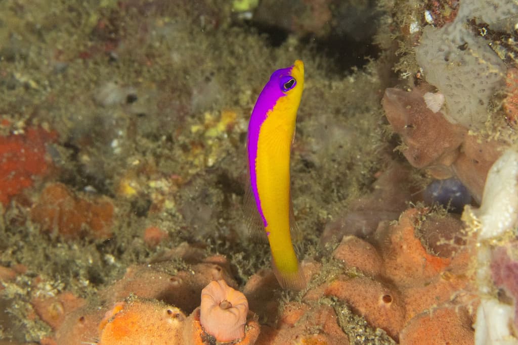 Diadem Dottyback in a marine aquarium