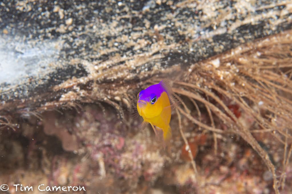 Diadema Dottyback in a marine aquarium