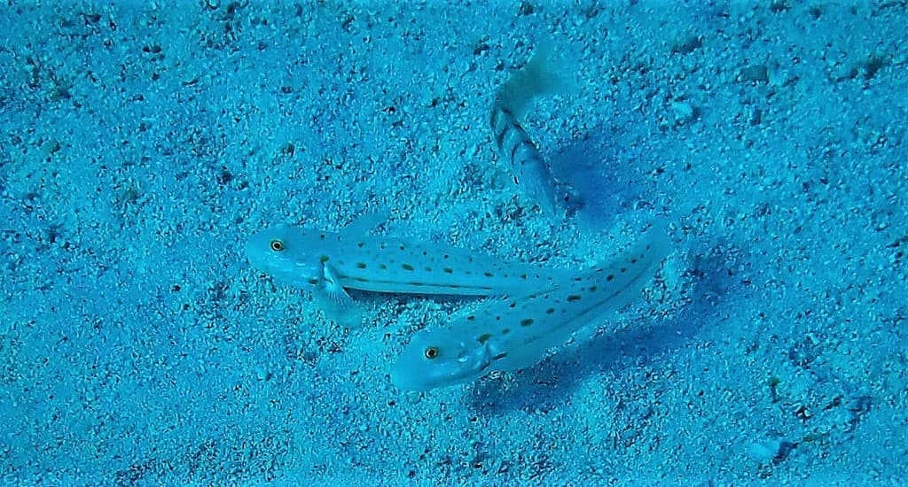 Diamond Goby sifting sand