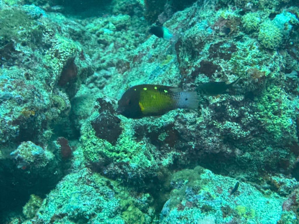 Diana's Hogfish in a marine aquarium