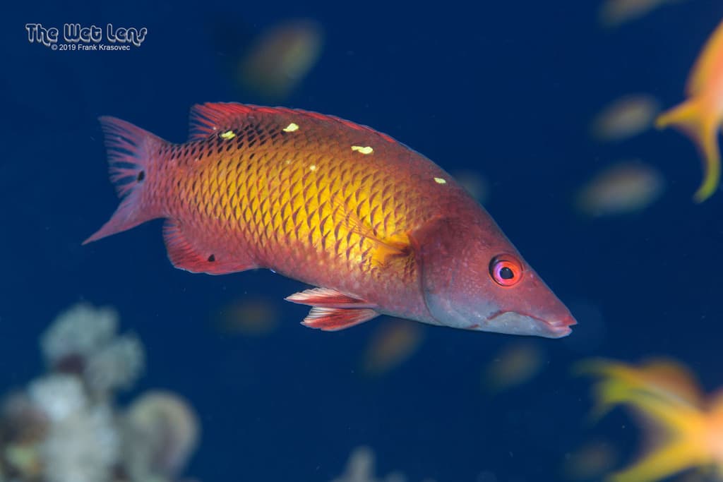 Diana's Hogfish in a marine aquarium