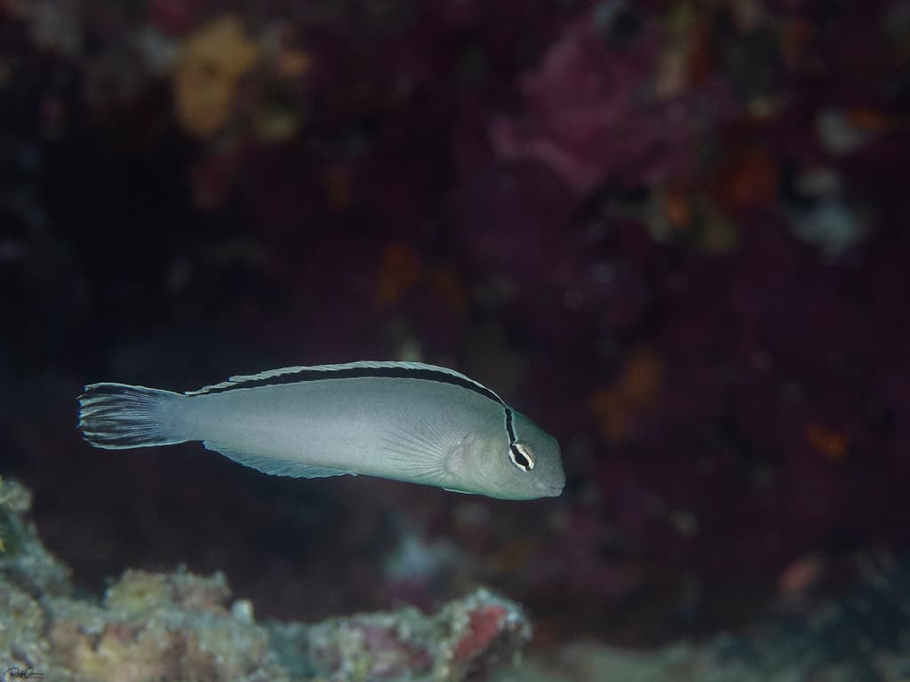 Disco Blenny in a marine aquarium