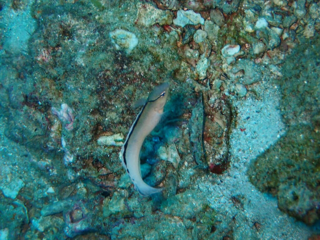 Disco Blenny in a marine aquarium