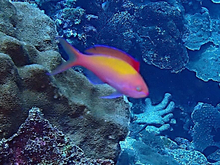 Dispar Anthias in a marine aquarium