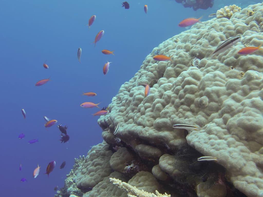 Dispar Anthias in a marine aquarium