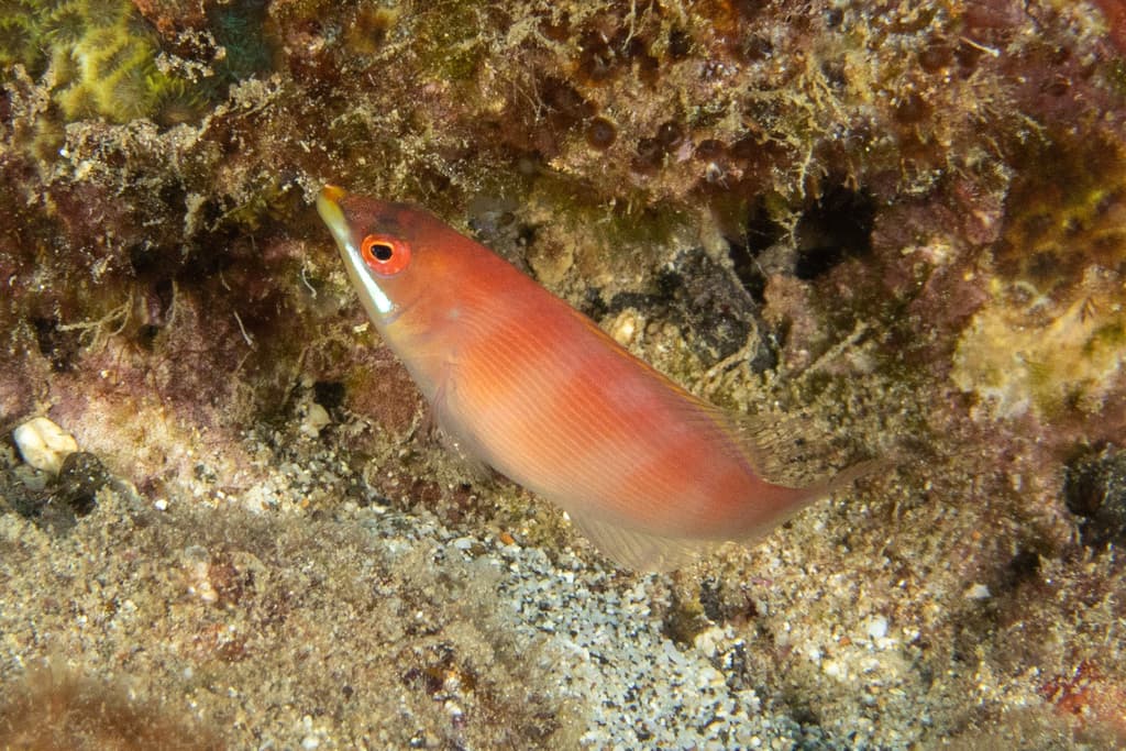 Divided Wrasse in a marine aquarium
