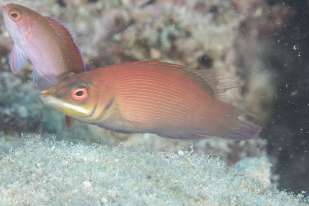 Divided Wrasse in a marine aquarium