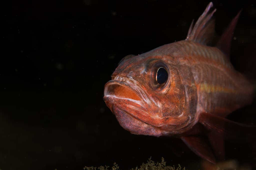 Doederlein Cardinalfish in a marine aquarium