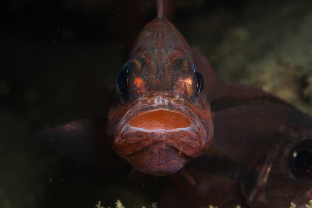 Doederlein Cardinalfish in a marine aquarium