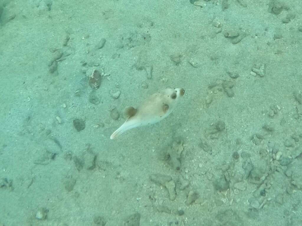 Dogface Puffer in a marine aquarium