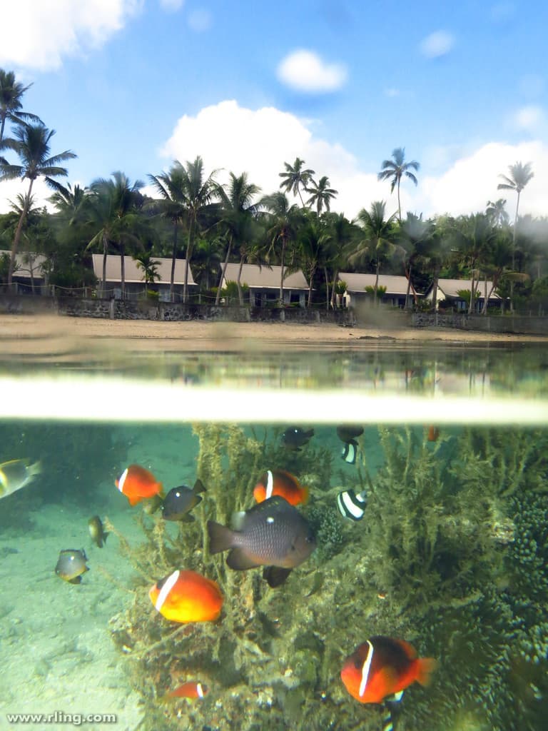 Domino Damsel in a marine aquarium