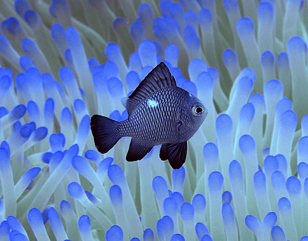 Domino Damsel in a marine aquarium