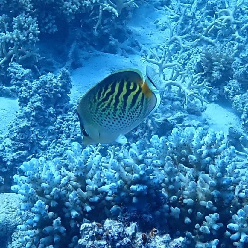 Dot-Dash Butterflyfish in a marine aquarium