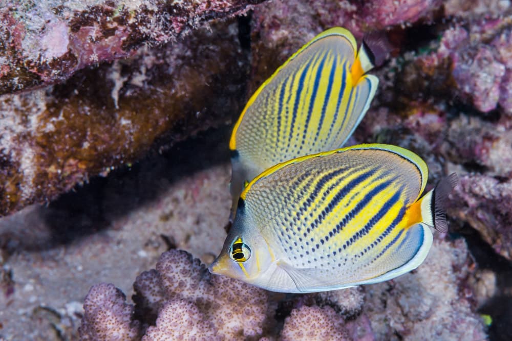 Dot-Dash Butterflyfish showing distinctive dot and dash pattern