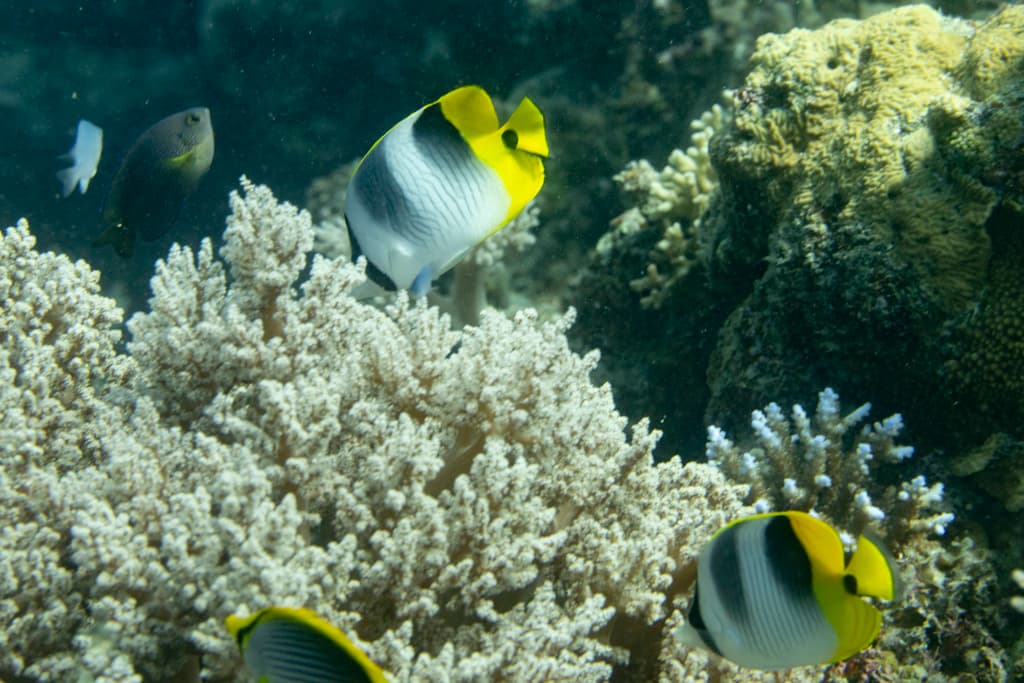 Double Saddle Butterflyfish in a marine aquarium