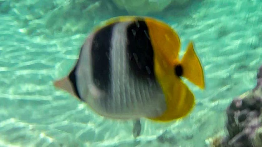 Double Saddle Butterflyfish in a marine aquarium