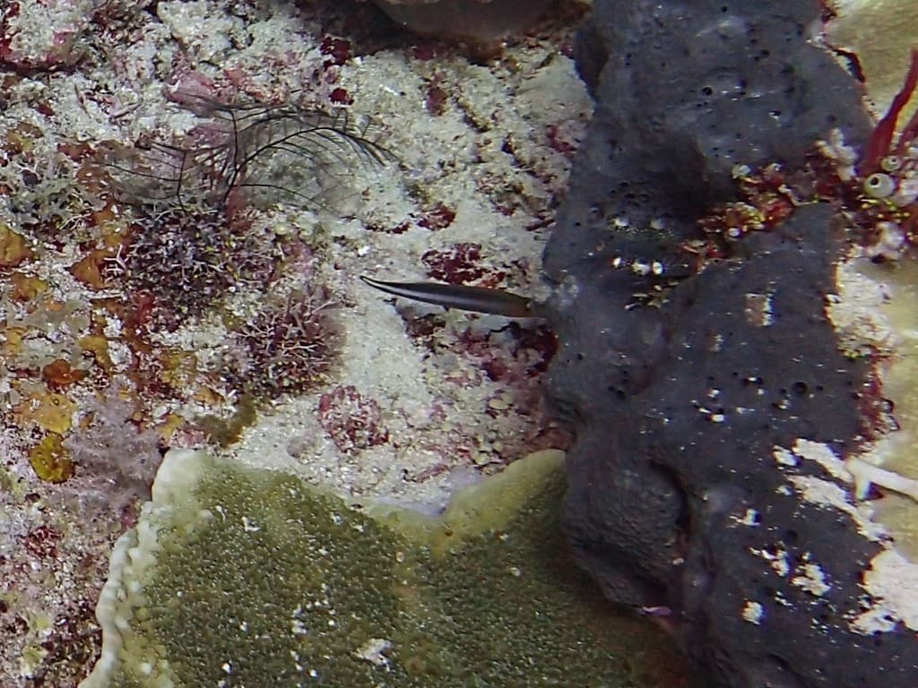 Double-Striped Dottyback in a marine aquarium
