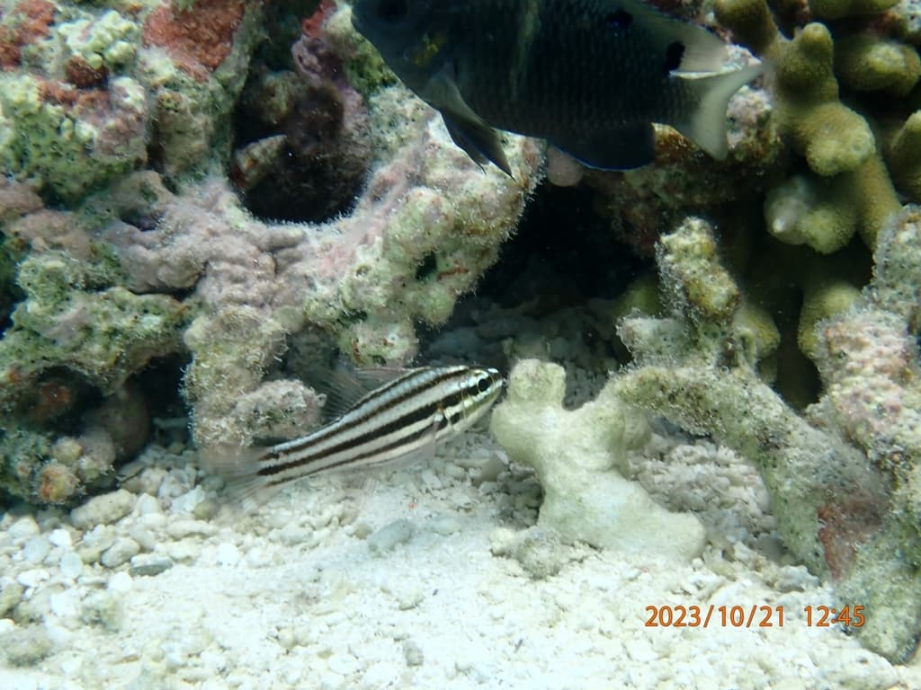 Doublebar Cardinalfish in a marine aquarium