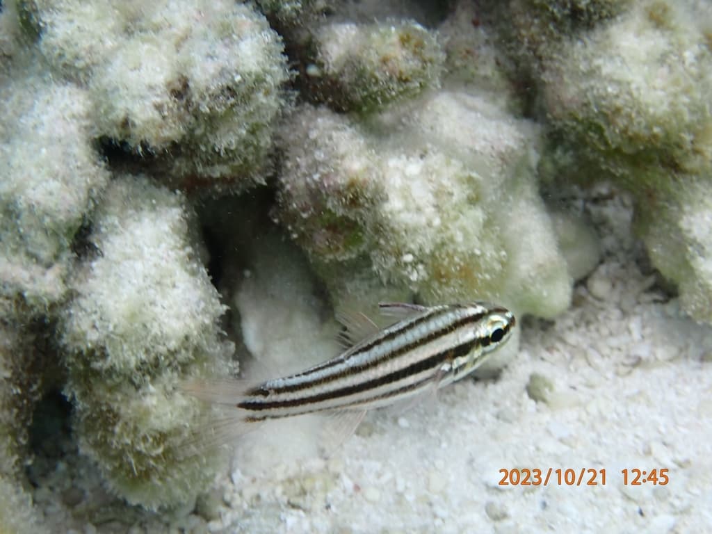 Doublebar Cardinalfish in a marine aquarium