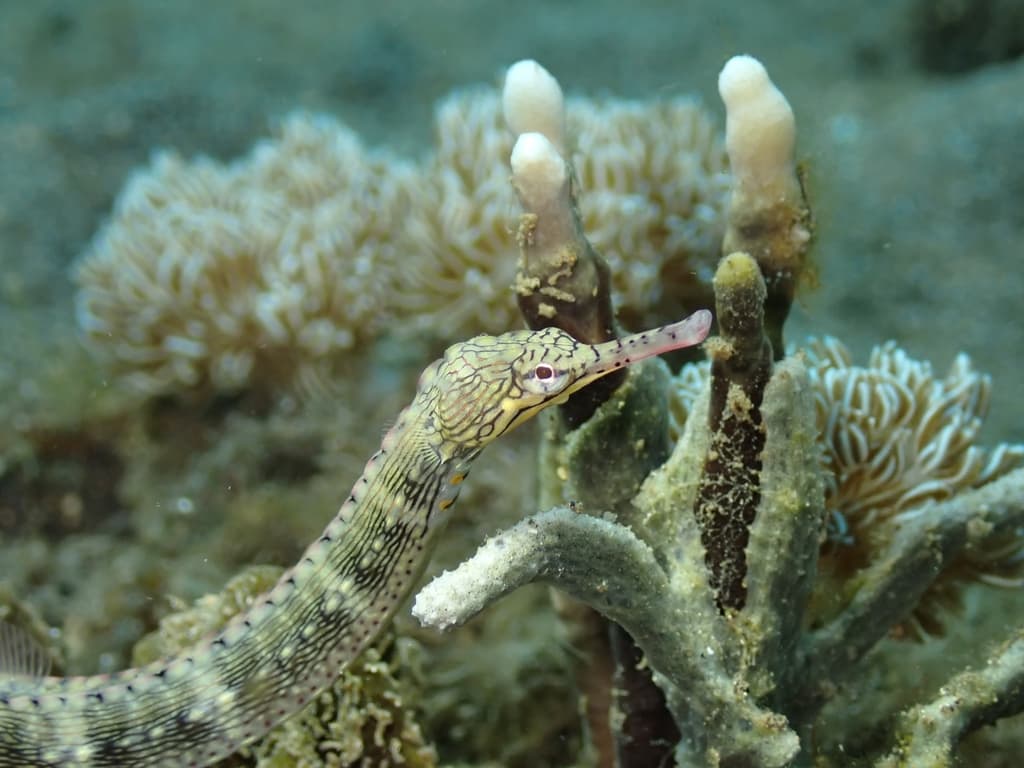 Dragon-faced Pipefish in a marine aquarium