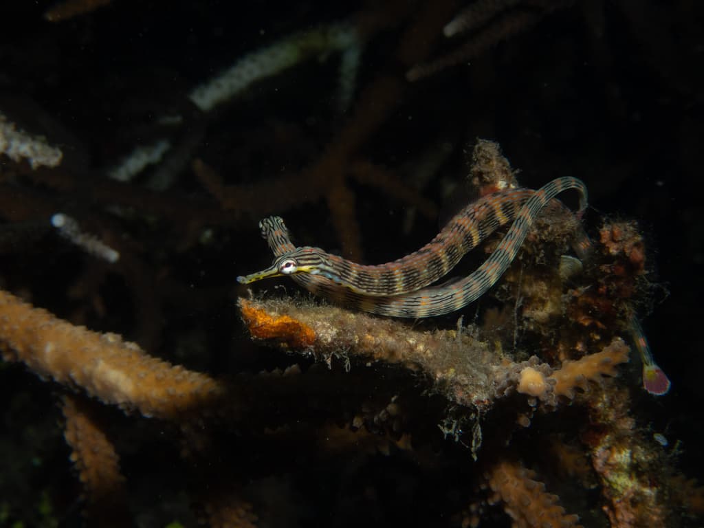 Dragon-faced Pipefish in a marine aquarium