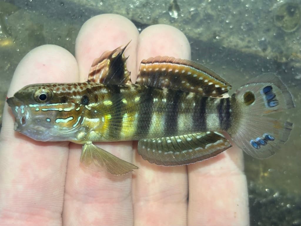 Dragon Goby in a marine aquarium
