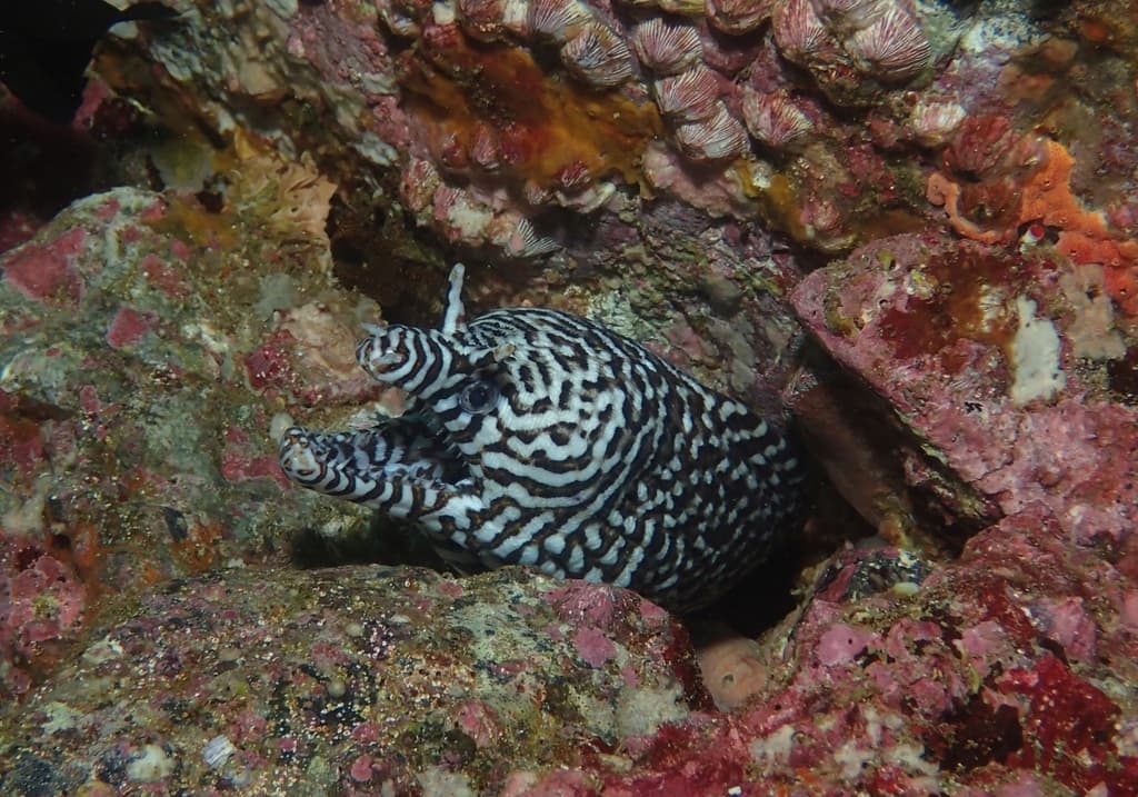Dragon Moray Eel in a marine aquarium