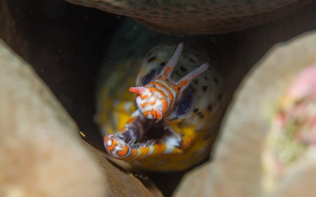 Dragon Moray Eel in a marine aquarium