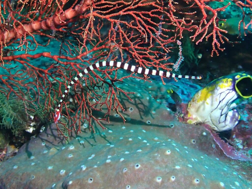 Dragon Pipefish in a marine aquarium
