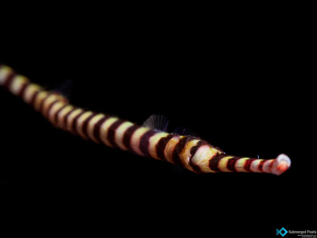 Dragon Pipefish in a marine aquarium
