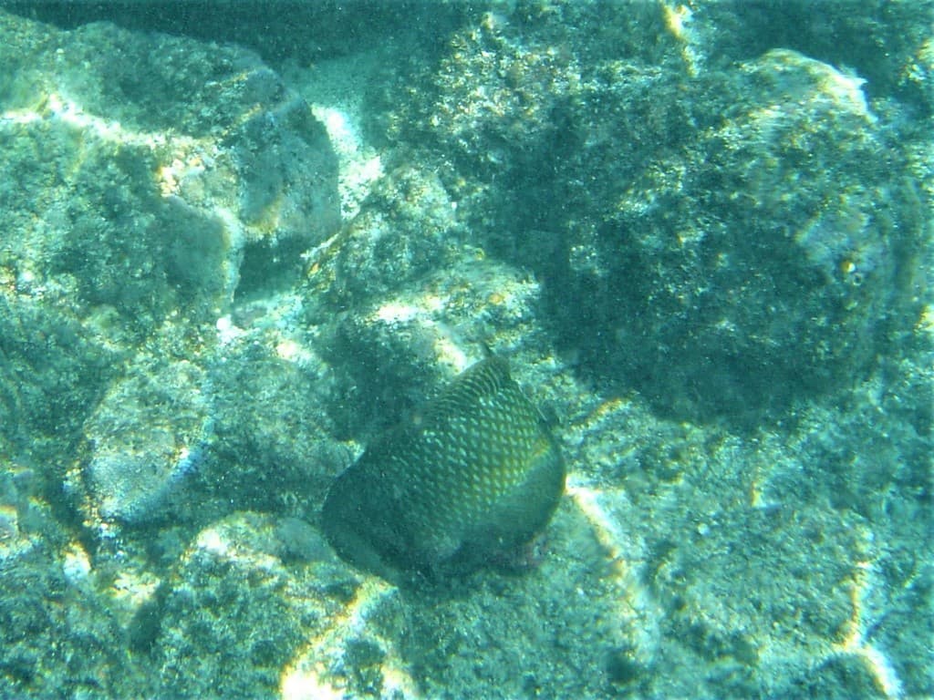 Dragon Wrasse in a marine aquarium