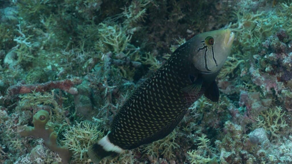 Dragon Wrasse in a marine aquarium